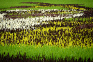 Illustration for article titled Another year of magnificent illustrations made with blossoming rice